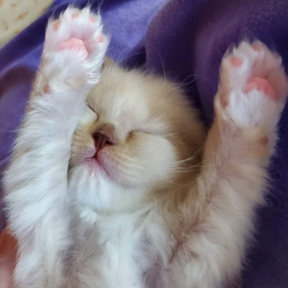 Meet your Posher, Posh - Picture 1 of 1